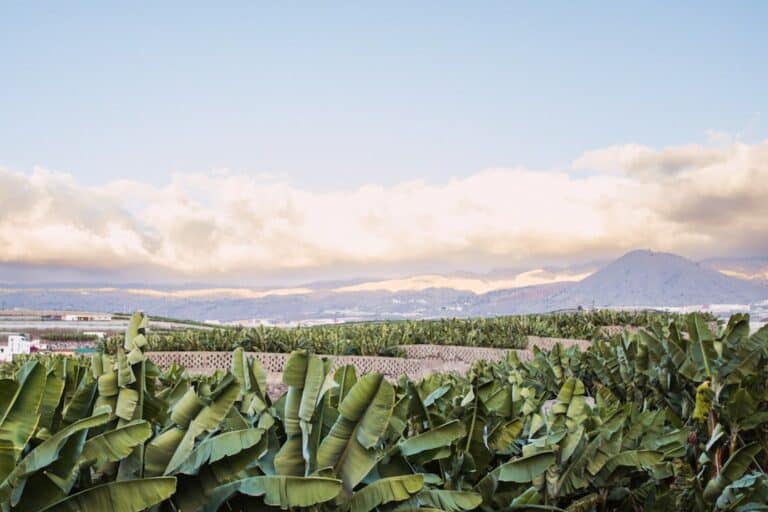 Photo Tobacco field